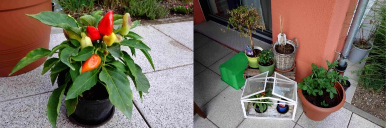 kleiner Gartenrundgang mein Garten meine Beete Teil 2