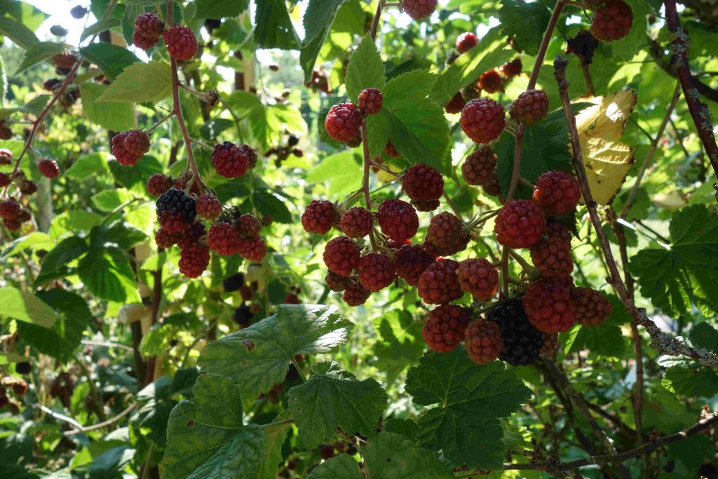 Garden Update In August