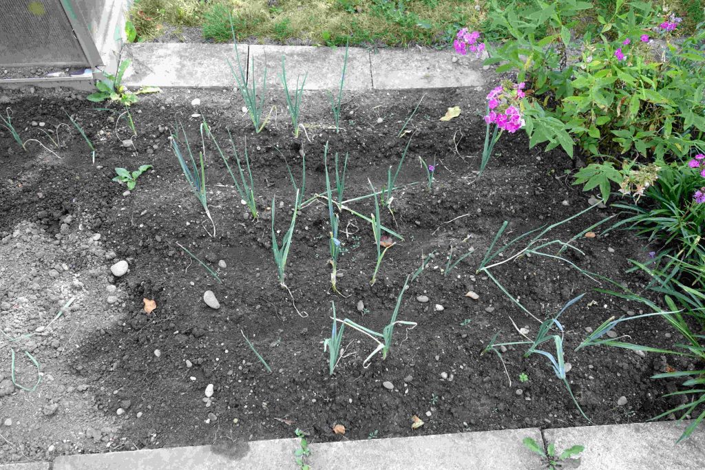 Gartenupdate im August