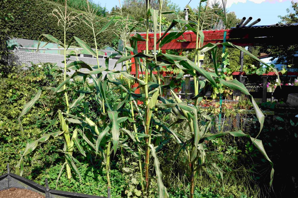 Gartenupdate im August