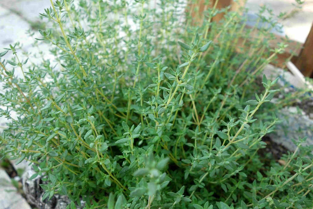 Gartenupdate im August