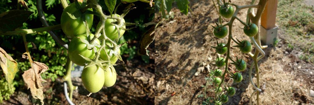 Garden Update In August