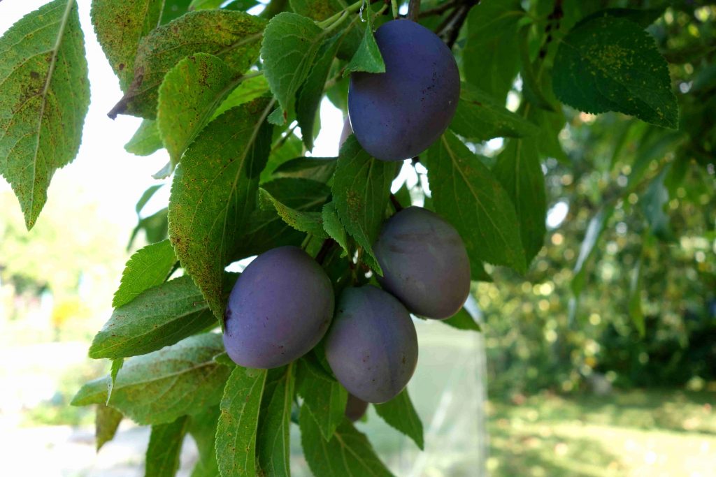 Gartenupdate im August