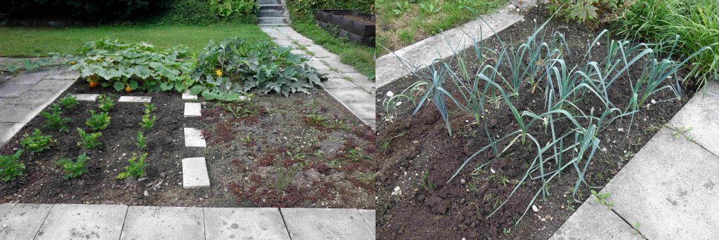 Gartenupdate im September