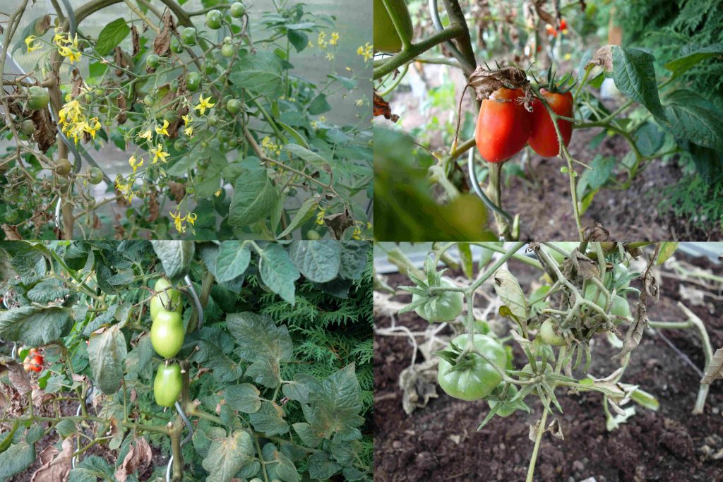 Gartenupdate im September