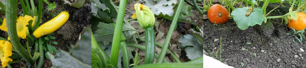 Garden Update in September