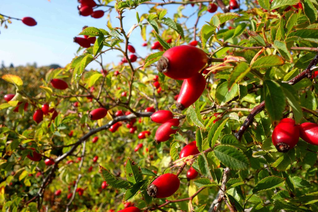 Rosehip Jam And Syrup