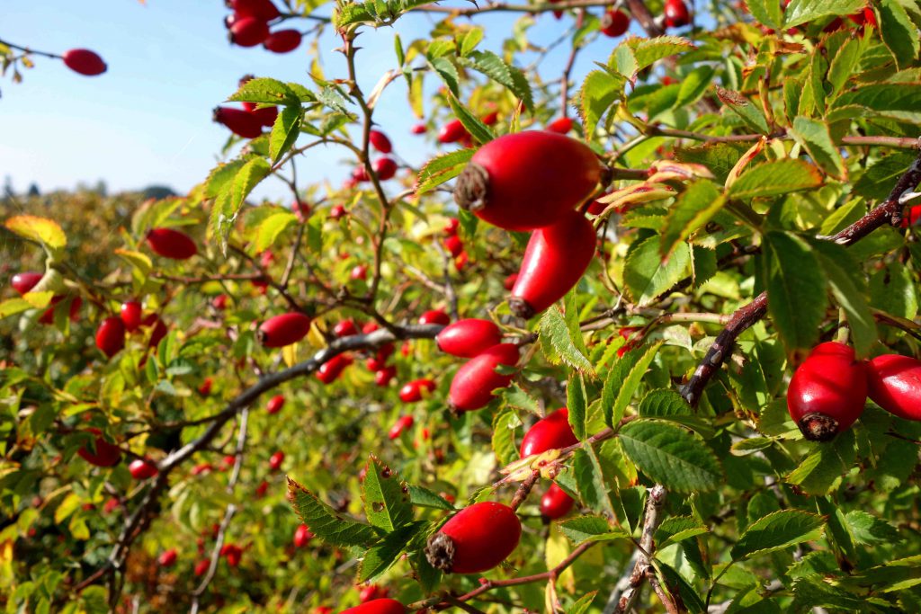 Hagebuttenkonfitüre und -sirup